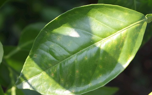 葉面積分析儀有什么作用？葉面積儀更好的分析植物長(zhǎng)勢(shì)