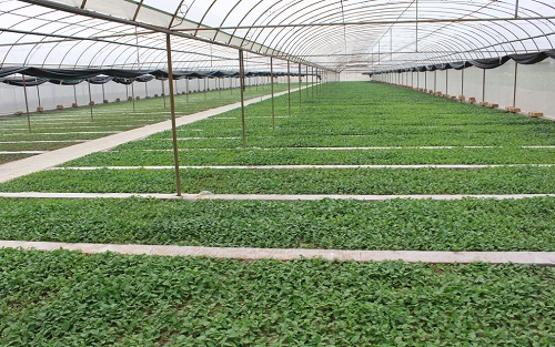 種植效率變低，不測(cè)不知道！大棚蔬菜土壤酸化竟然如此嚴(yán)重！