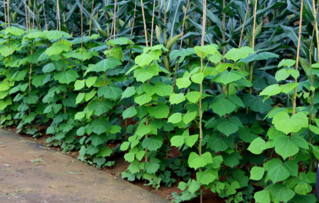 怎樣檢測(cè)泥土是不是有重金屬（土壤重金屬含量多少為超標(biāo)？）